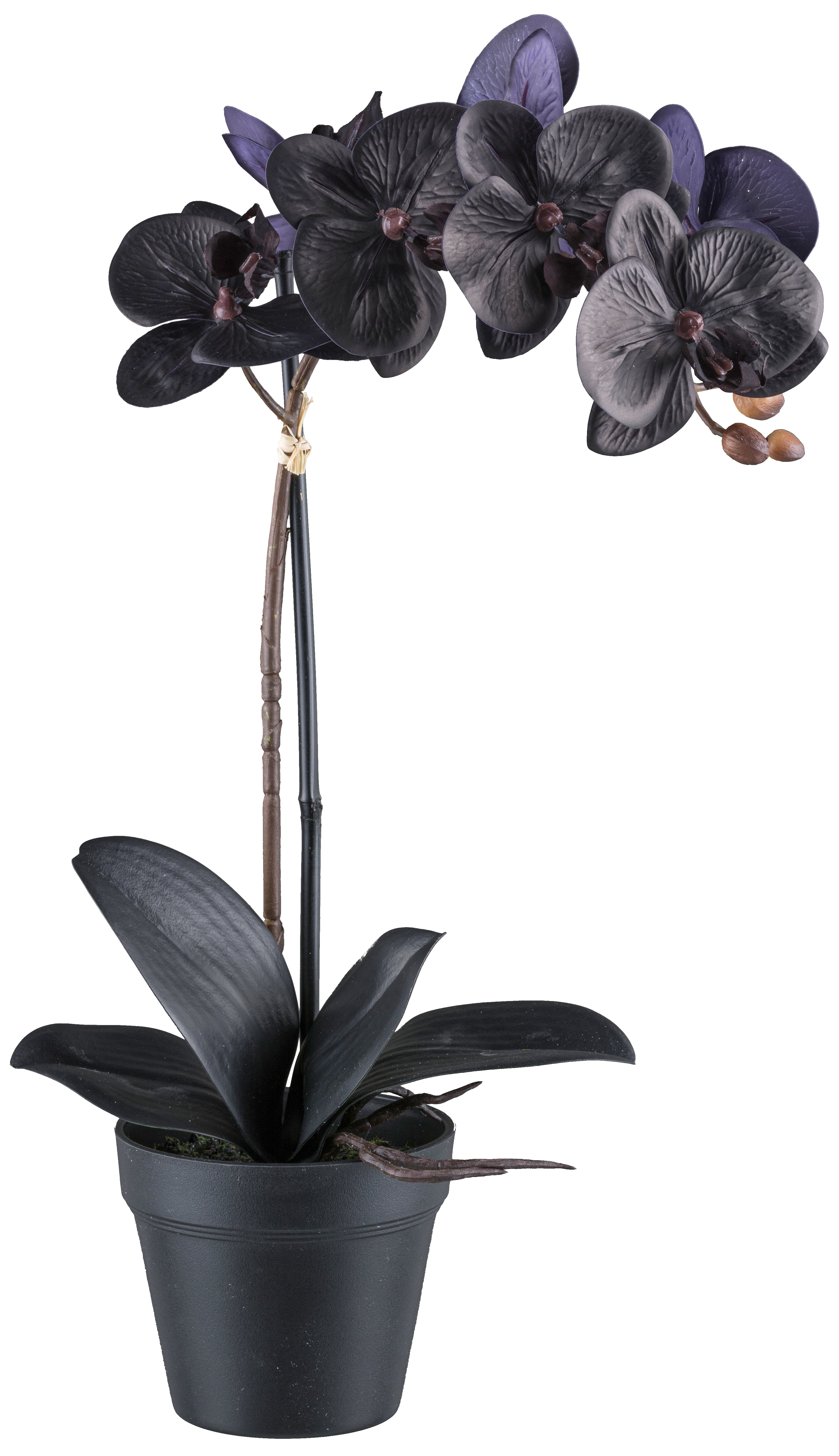 Kopu® Phalaenopsis-orchidee – 48 cm 7 bloemen, 4 bladeren - Real Touch - zwart