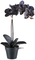 Kopu Phalaenopsis-orchidee – 48 cm 7 Bloemen - Real Touch - Zwart