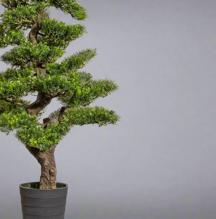 Kopu Bonsai theebladeren, circa 160 cm hoog, in een zwarte pot van 23 x 21 x 21 cm.