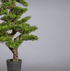 Kopu Bonsai theebladeren, circa 160 cm hoog, in een zwarte pot van 23 x 21 x 21 cm.