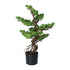 Kopu® Kunstplant Bonsai 65 cm - in zwarte Pot - Bonsai boompje