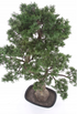 Kunstmatige cederbonsai Kopu - ca. 100 x 60 cm - in een zwarte plastic pot