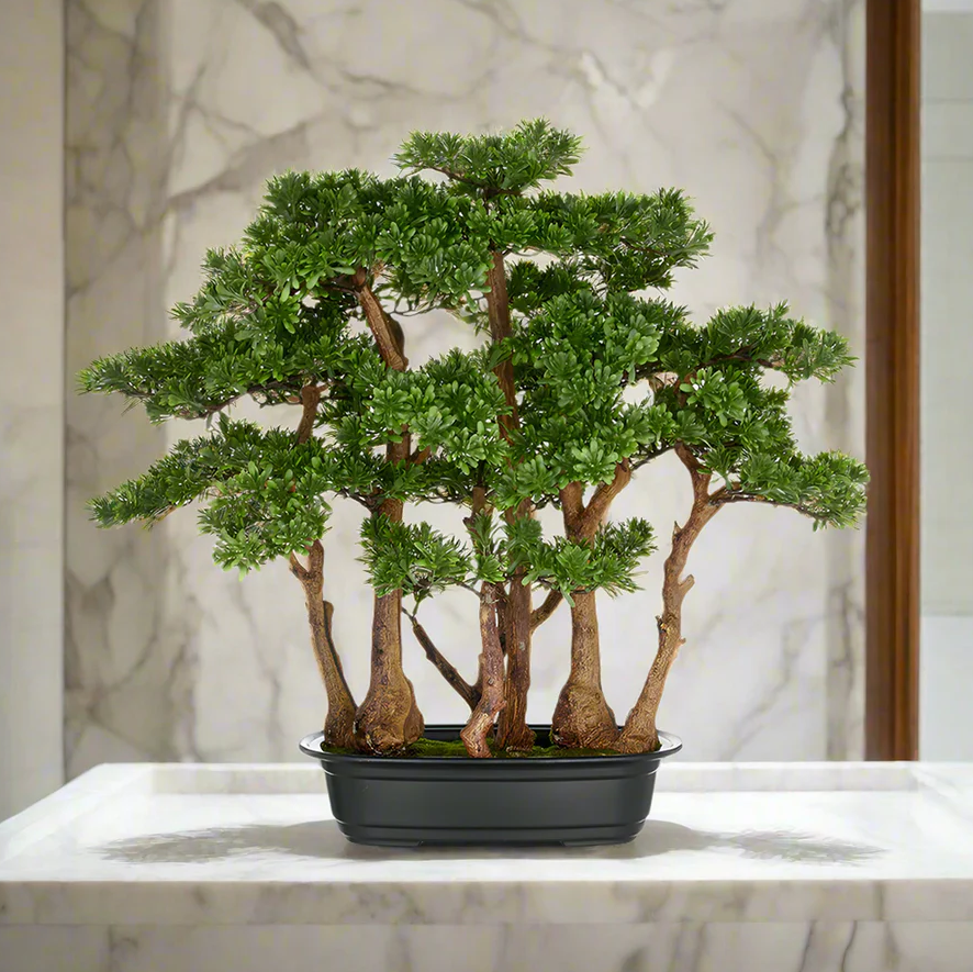 Kopu thee bonsai met 7 stammen - 60 x 60 cm - in een zwarte plastic pot