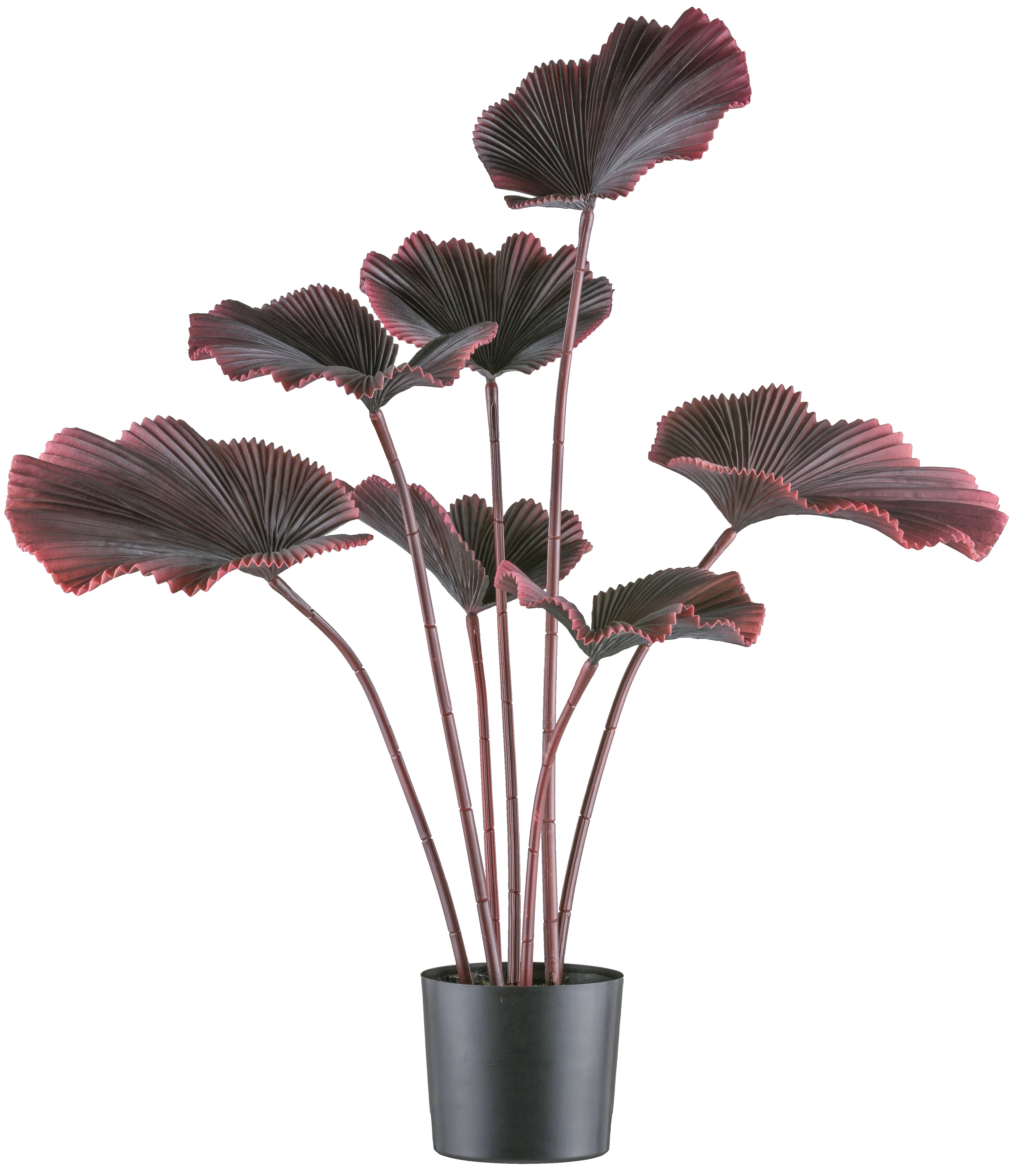 Kopu® palmboom 100 cm donkerrood in een zwarte plastic pot - Kamerplant