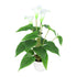 Kopu® 2 Stück Calla Kunstpflanze 44 cm – Zantedeschia Kannenpflanze Weiß