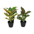 Kopu® set 3 verschillende kunstplantjes 25 cm hoog