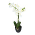Kopu® Kunstbloem Orchidee 69 cm Wit met zwarte Pot - Phalenopsis