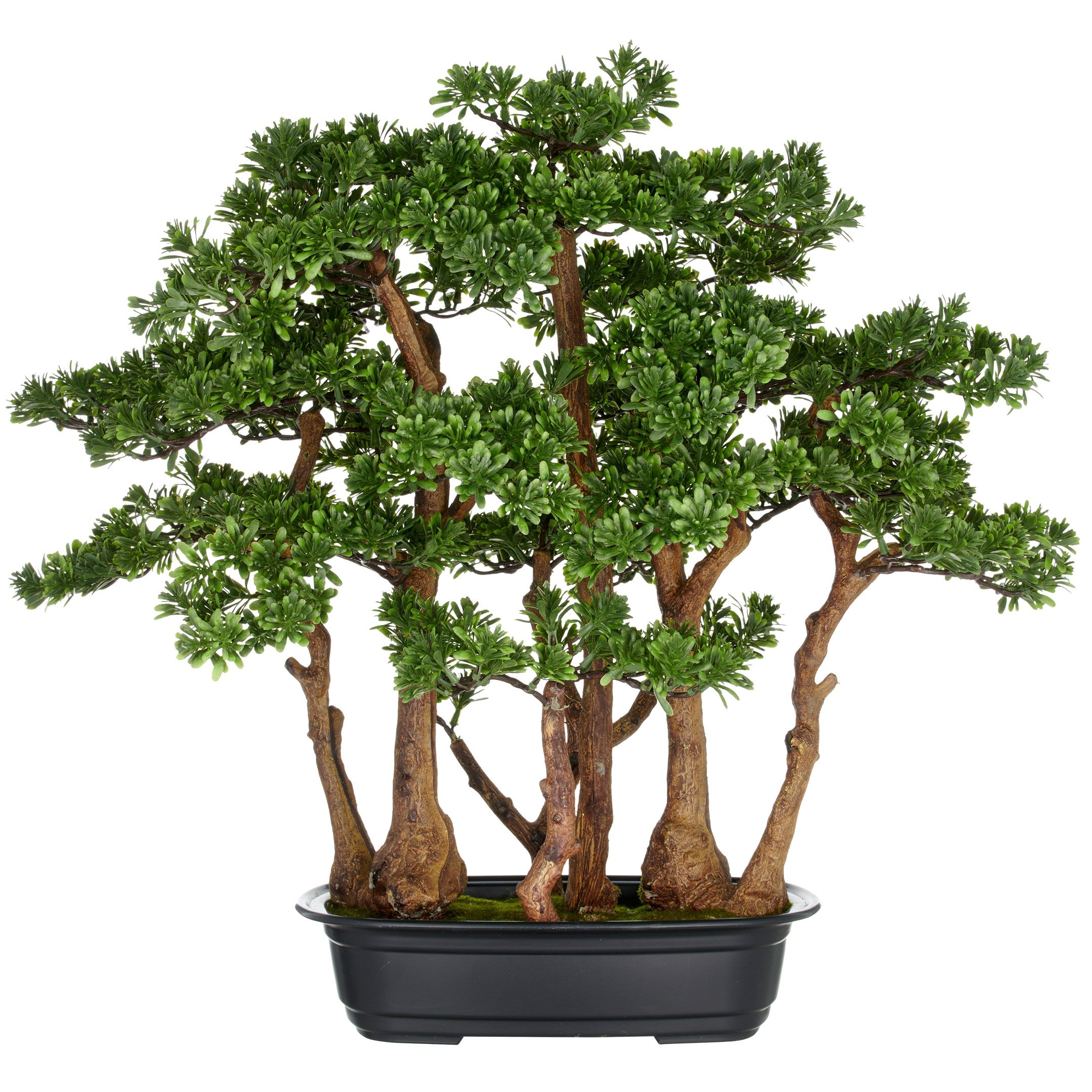 Kopu thee bonsai met 7 stammen - 60 x 60 cm - in een zwarte plastic pot