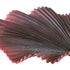 Kopu® palmboom 100 cm donkerrood in een zwarte plastic pot - Kamerplant