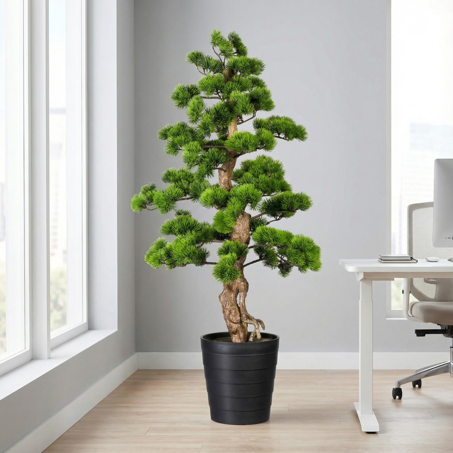 Kopu Bonsai (den) - circa 140 cm in een zwarte plastic pot