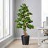 Kopu Bonsai (den) - circa 140 cm in een zwarte plastic pot