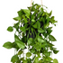 Kopu® Hangplant Philodendron 75 cm - Macramé Plantenhanger met Pot