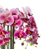Kopu® Kunstbloem Orchidee 54 cm Roze met Schaal - Phalenopsis