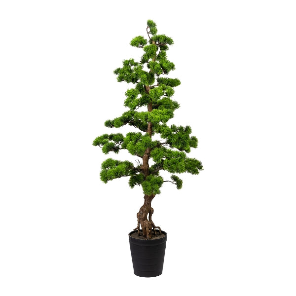 Kopu Bonsai (den) - circa 140 cm in een zwarte plastic pot