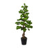 Kopu Bonsai (den) - circa 140 cm in een zwarte plastic pot