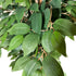 Kopu® Kunstpflanze Ficus Benjamina 120 cm im schwarzen Topf – 1260 Blätter