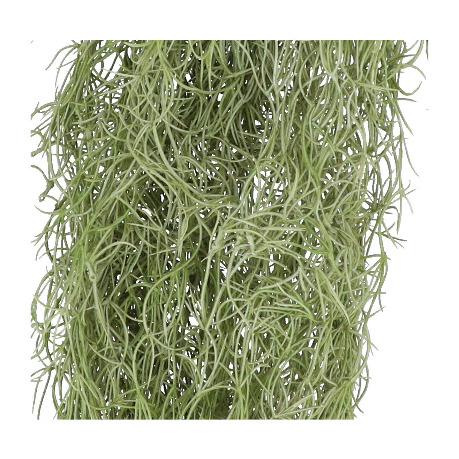 Kopu® Kunstpflanze Tilandsia extra lange Hängepflanze 140 cm – Grün