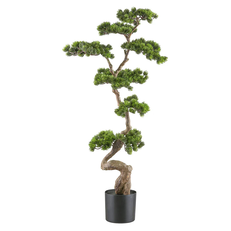 Bonsai van een kopu-den - circa 70 x 45 cm - in een zwarte plastic pot.