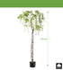 Kopu® Blauwe Regen 170 cm hoog - wit met gevlochten stam