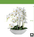 Kopu® Kunstbloem Orchidee 60 cm Wit met Schaal Ovaal - Phalenopsis