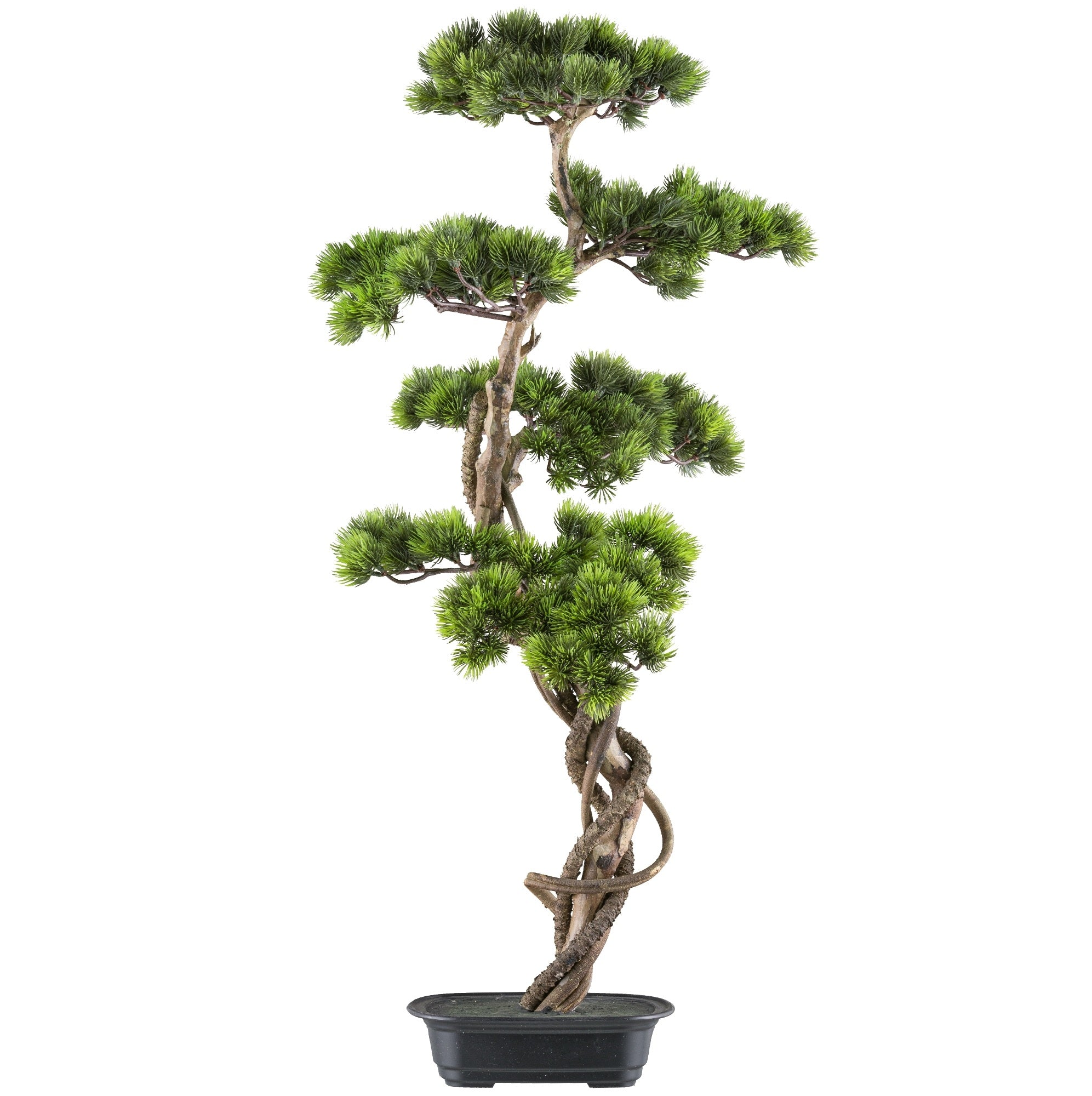 Kopu Bonsai (den) op stam - ca.90x40 cm - in Zwarte Plastic Pot