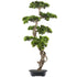 Kopu Bonsai (den) op stam - ca.90x40 cm - in Zwarte Plastic Pot