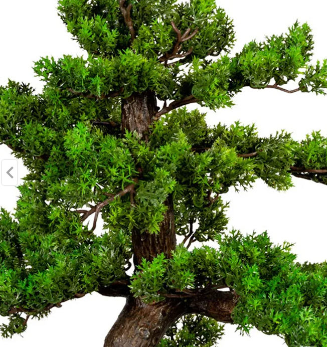 Kopu Myrtle Bonsai - Circa 85 X 55 cm - In Een Zwarte Plastic Pot