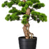 Kopu Bonsai (den) - circa 140 cm in een zwarte plastic pot