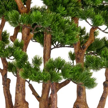 Kopu (den) bonsai, circa 60 x 60 cm - in een zwarte plastic pot