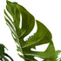 Kopu® Kunstplant Split Philodendron 105 cm - Extra vol met 42 bladeren