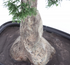 Kunstmatige cederbonsai Kopu - ca. 100 x 60 cm - in een zwarte plastic pot