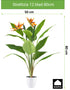 Kopu® Kunstplant Strelitzia 80cm pot wit/groen - Paradijsvogelplant