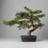 Bonsai Kopu Cedar, ca. 40x40 cm - in een zwarte plastic pot