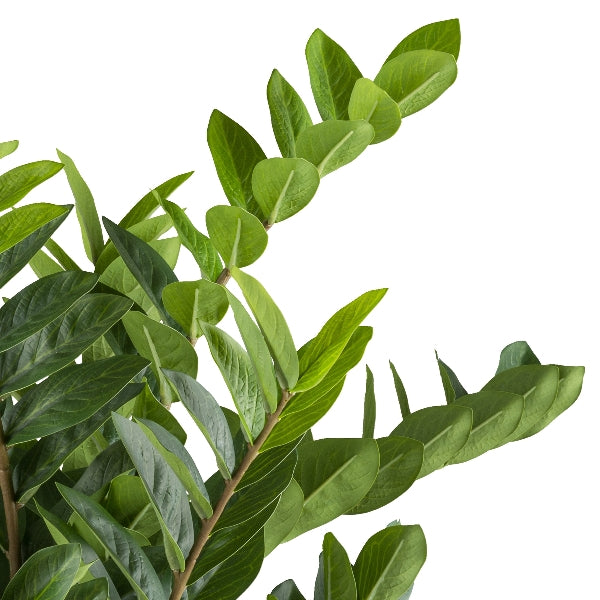 Kopu® Kunstplant Zamioculcas zamiifolia 85 cm