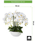 Kopu® Kunstbloem Orchidee 54 cm Wit met Schaal - Phalenopsis