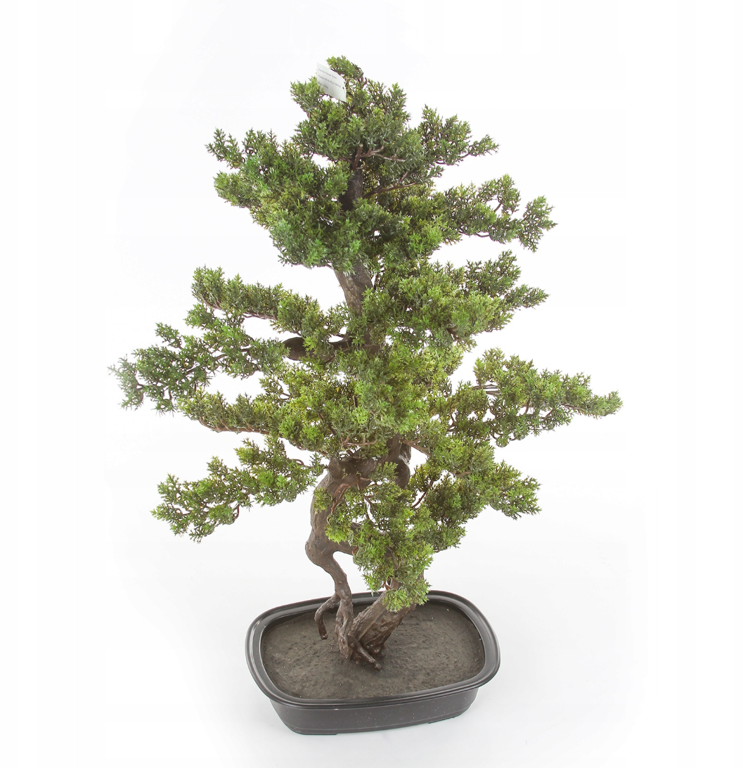 Kopu Myrtle Bonsai - Circa 85 X 55 cm - In Een Zwarte Plastic Pot