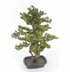 Kopu Myrtle Bonsai - Circa 85 X 55 cm - In Een Zwarte Plastic Pot