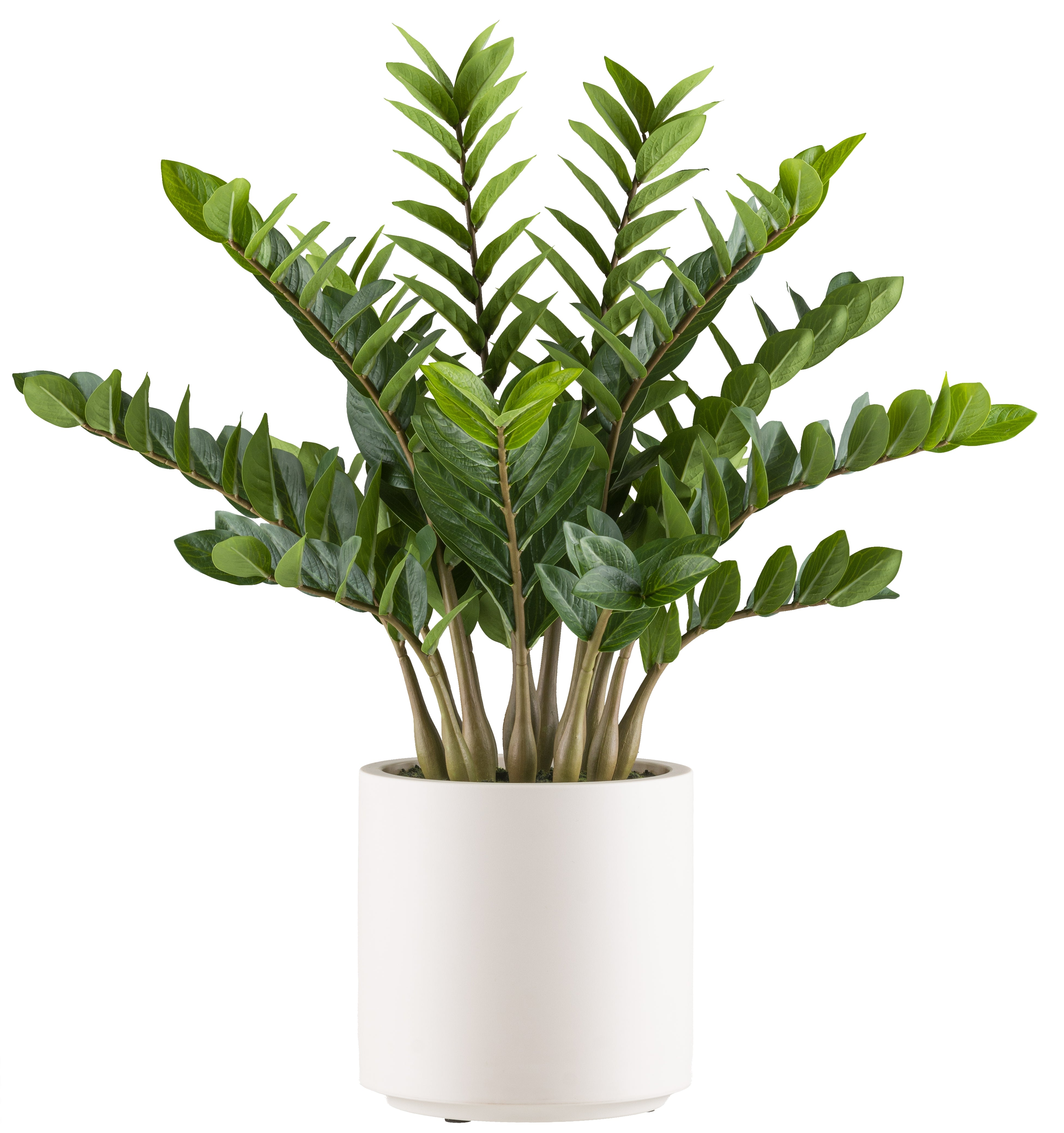 Kopu® Kunstplant Zamioculcas zamiifolia 85 cm