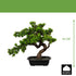 Myrtle Kopu Bonsai - ca. 40x40 cm - in een zwarte plastic pot