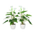 Kopu® 2 Stück Calla Kunstpflanze 44 cm – Zantedeschia Kannenpflanze Weiß