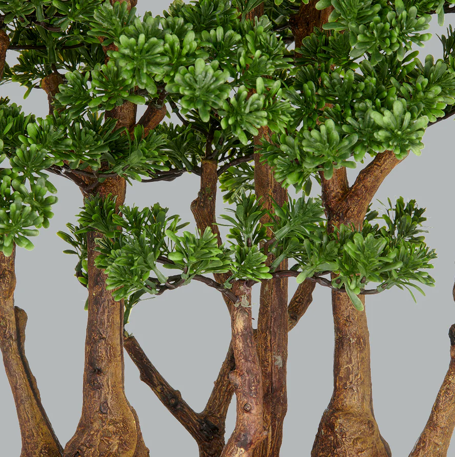 Kopu thee bonsai met 7 stammen - 60 x 60 cm - in een zwarte plastic pot