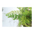 Kopu® Kunstplant BOL met diverse Varen Hangplanten 25 cm - Groen