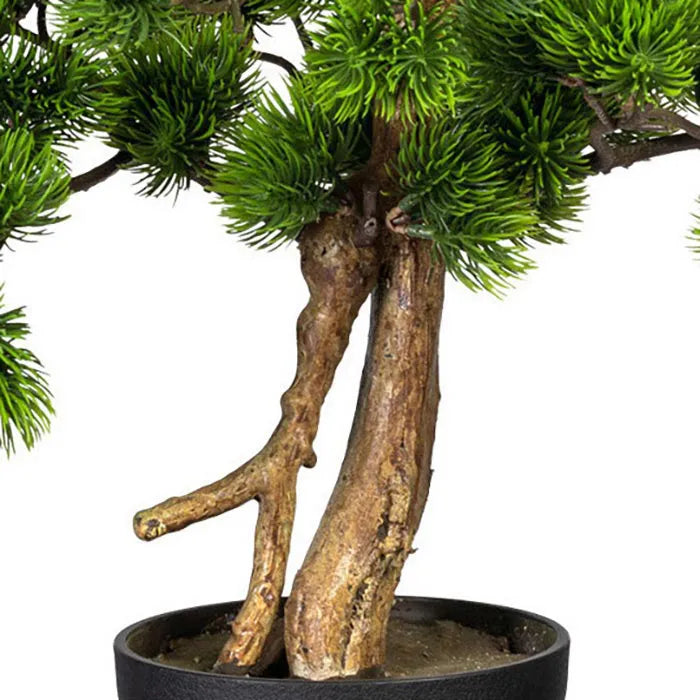 Bonsai van kopu (den), circa 60 x 40 cm, met een zwarte sierpot.