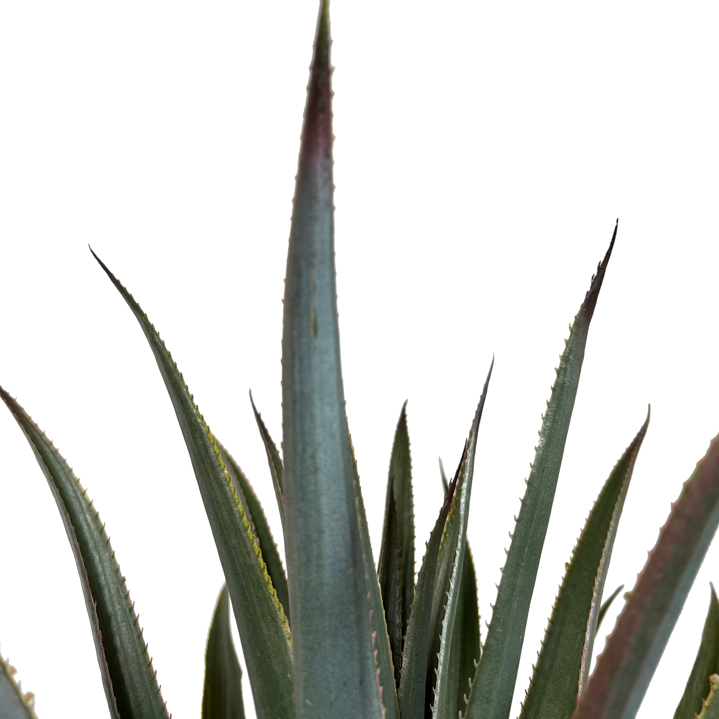 Kopu® Kunstpflanze Agave 80 cm im schwarzen Topf – 2 Stämme – Kunstpflanze