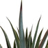 Kopu® Kunstpflanze Agave 80 cm im schwarzen Topf – 2 Stämme – Kunstpflanze