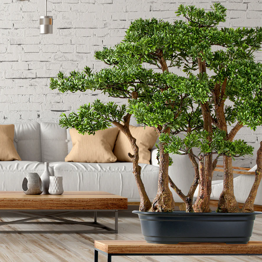 Kopu thee bonsai met 7 stammen - 60 x 60 cm - in een zwarte plastic pot