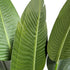Kopu® Kunstpflanze Strelitzia Nicolai 120 cm – Paradiesvogelpflanze 8 Blätter