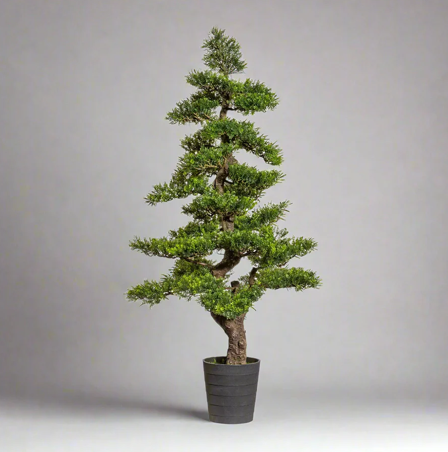 Kopu Bonsai theebladeren, circa 160 cm hoog, in een zwarte pot van 23 x 21 x 21 cm.