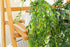 GreenDream® 3 Verschillende Hangplanten Kunstplanten in Pot - decoratief - Cadeautip - Groen