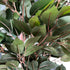 Kopu® Kunstplant Ficus 150 cm in pot - 840 bladeren met Natuurstam